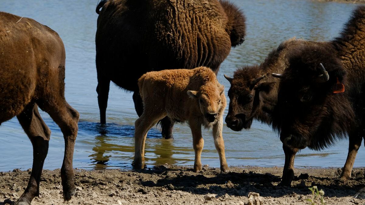 Bison make comeback in the US thanks to indigenous tribes | USA | EL PAÍS  English Edition