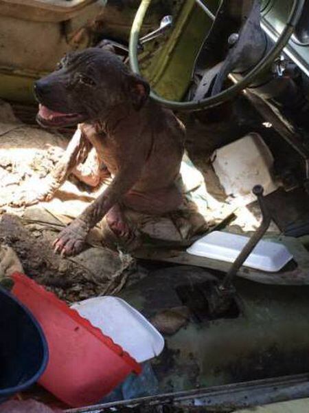 An abandoned pitbull found in a car in Aguascalientes in 2015.