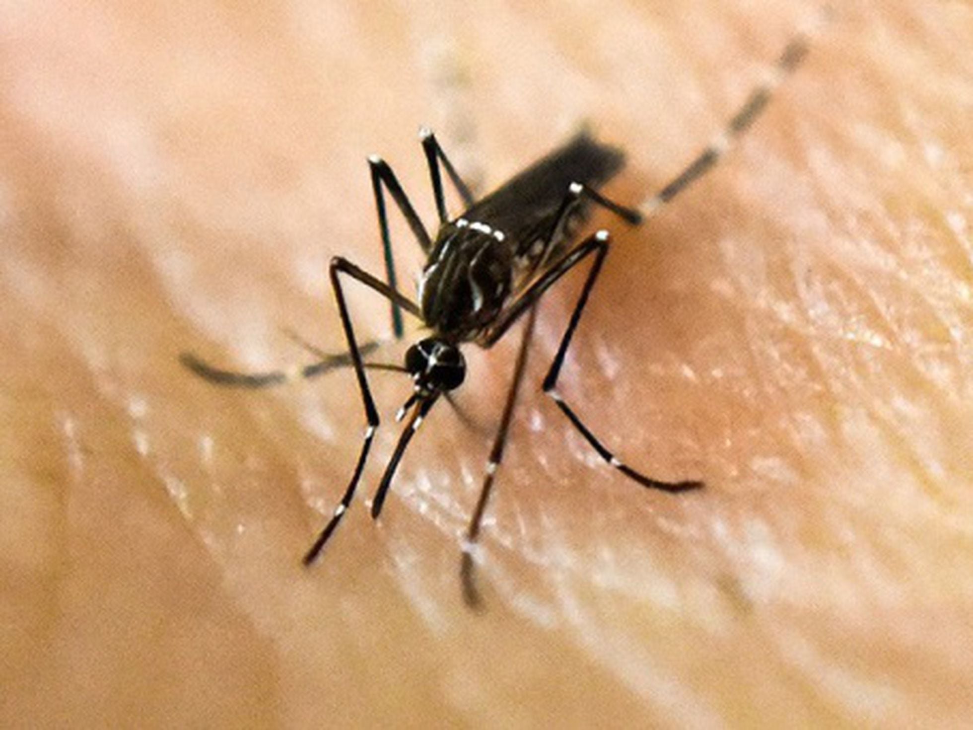 Why do mosquitoes bite some people more than others? | Science & Tech | EL  PAÍS English Edition