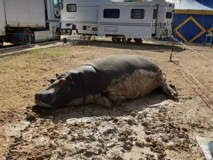 The circus hippo lying in the sun in Salar (Granada).