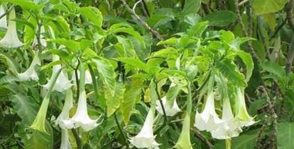 A Datura Stramonium plant, which contains scopolamine, a powerful drug.