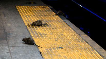 Rats in the New York subway.