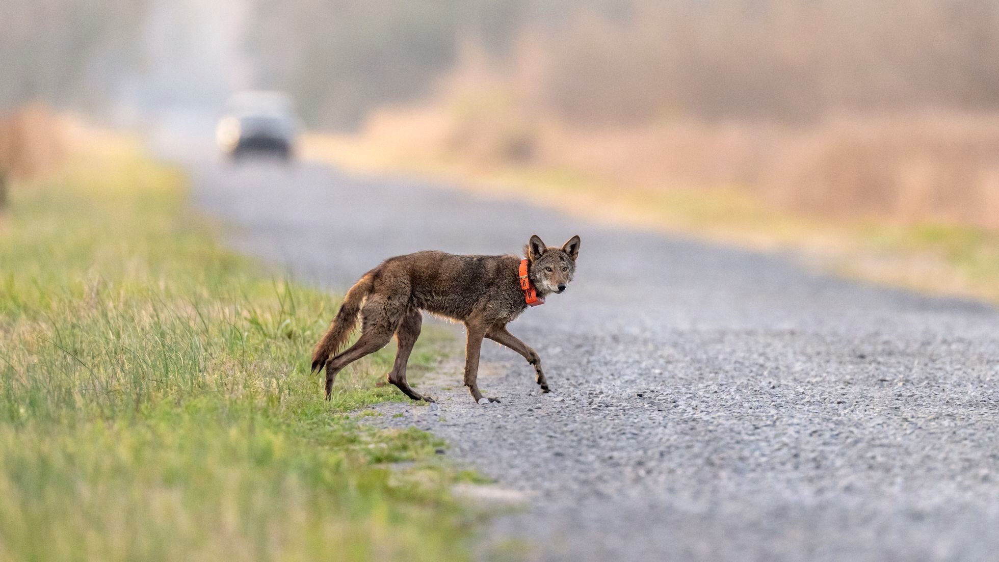 Invasive species: The 18-km2 rat trap