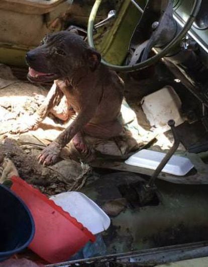 An abandoned pitbull found in a car in Aguascalientes in 2015.