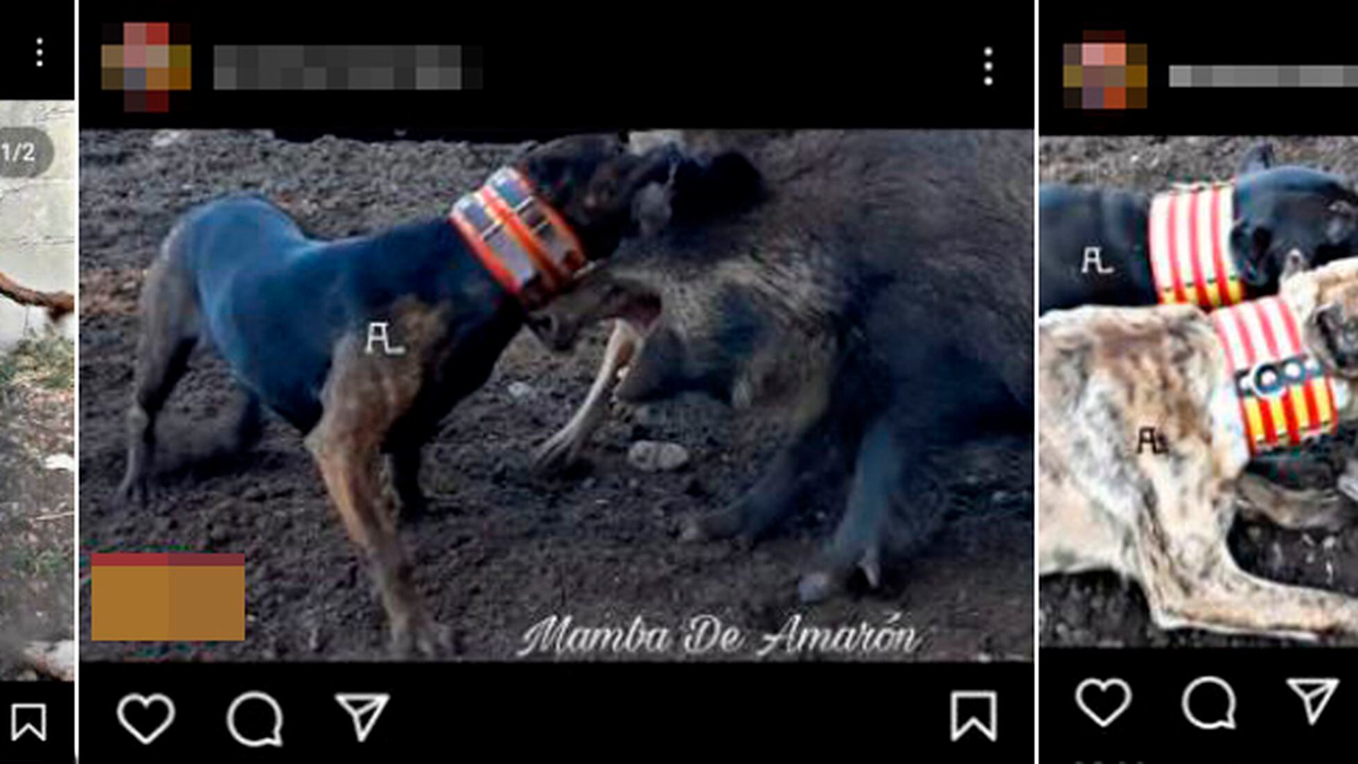 Animal abuse: Violence against animals running rampant on Instagram: 'There  is no control' | Society | EL PAÍS English Edition