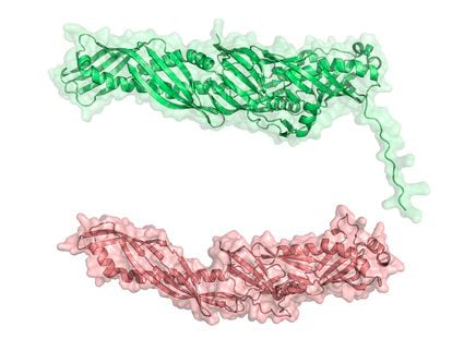 Human BPI protein (below), which is related to innate immunity, and another similar protein observed in bacteria.
