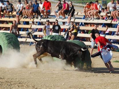 A young bull released into the ring in El Pinós in Alicante.