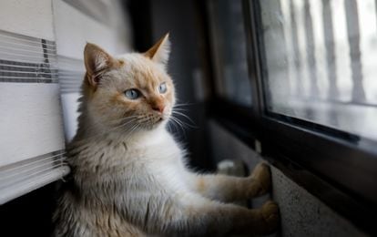 A pet cat looks out of a window of a home in Madrid.