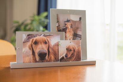 Framed portraits of a Labrador. Many people who live with animals that get sick or die do not find support at work when they request days off to deal with the illness or grief. 