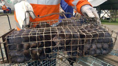 American mink captured at a farm in Carral (A Coruña) after being released by activists in 2004.