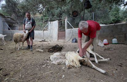 Stewart shears a sheep belonging to his neighbor Bernardo (left).