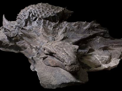 The mummy of the armored dinosaur ‘Borealopelta Markmitchelli’ is the best preserved in the world.