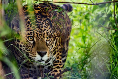 One the jaguars released into the wild in the Esteros del Iberá wetlands in Argentina.