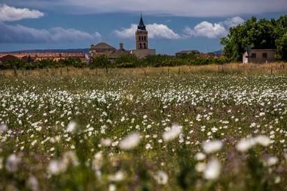 The belltower of Ajofrín church on the horizon behind a field full of white poppies.