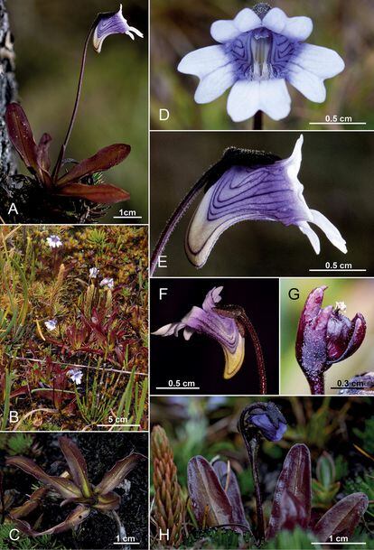 Species of the insectivorous genus Pinguicula L. discovered in southern Ecuador.