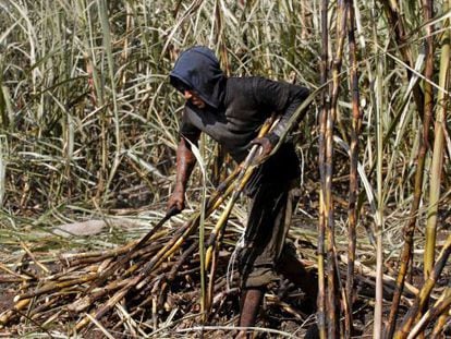 A day laborer cutting sugar cane in Chetumal.