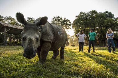 An Indian rhinoceros being cared for by VIEW.