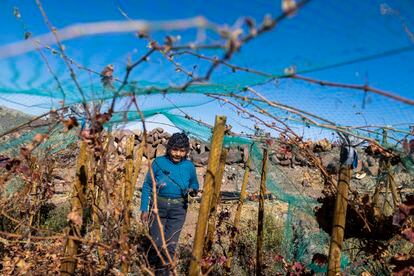 Cecilia Micaela Cruz walks through Los Caracoles vineyard, at 12,000 feet above sea level, in Chile