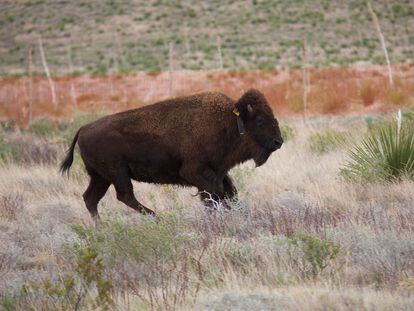 An American bison in the El Carmen Nature Reserve in 2020.