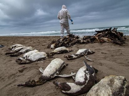 Dead Humboldt penguins on a beach in Camana, Peru, on June 14.