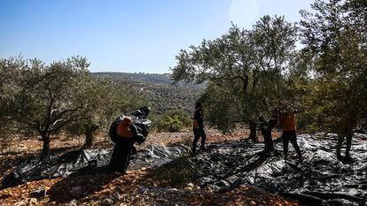 Olive farmers work in a field in Salfit, in the West Bank, on November 6.