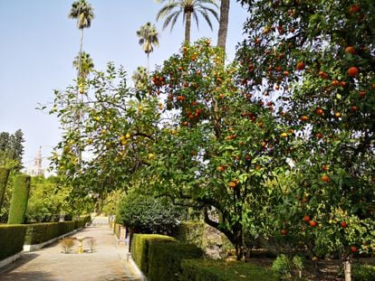 Orange and lemon trees in the gardens of the Real Alcázar in Seville. 