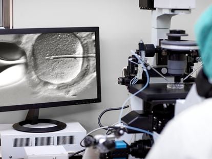 A researcher observing the fertilization of an egg under a microscope.