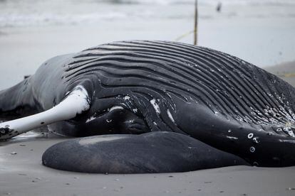 A dead humpback whale that washed up on the beach is seen in Brigantine, New Jersey on January 13, 2023.