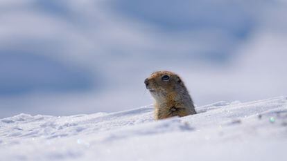 Arctic ground squirrels hibernate at temperatures below 0 degrees Celsius (32 degrees Fahrenheit), which they compensate by generating heat. In the image, one of the specimens studied in northern Alaska.