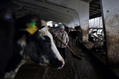 An employee works with some of the cows that survived the bombing at the Agrosvit farm, where 2,000 of the 3,000 animals died.