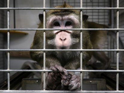 A caged macaque in a laboratory in Madrid.