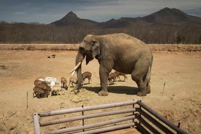 An Asian elephant named Big Boy eats alongside other animals in his habitat at the Ostok Sanctuary.