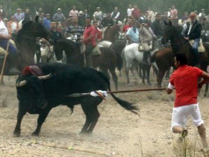 The final moments of last year's Toro de la Vega in Tordesillas.