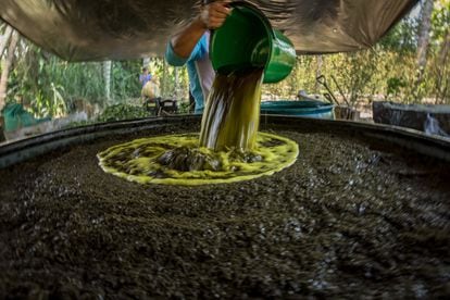 A worker pours gasoline into a container full of freshly shredded coca leaf in the coca paste production process.