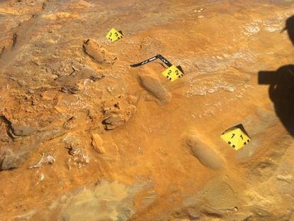 Footprints of an adult Neanderthal found in Matalascañas (Huelva) in the same area as tracks of newborn straight-tusked elephants.