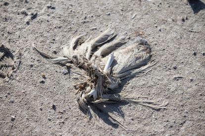 Un cadáver de ave en la laguna de Fuente Piedra, que carece de agua debido a la sequía, el 9 de mayo.