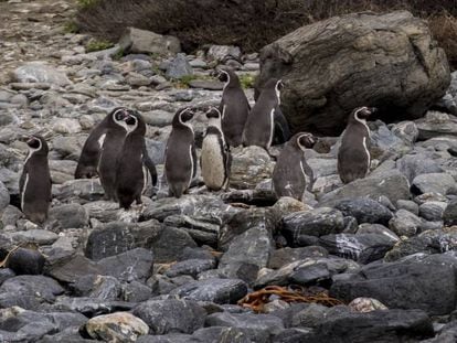 The Humboldt National Penguin Reserve.