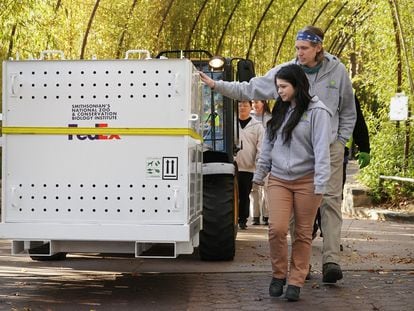 The crate containing the youngest panda, Xiao Qi Ji, as it makes its way to a waiting truck as the pandas depart Smithsonian’s National Zoo on their journey to China, in Washington, November 8, 2023.