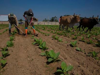 Farmworkers work a tobacco field on a farm in La Coloma community in Pinar del Río, Cuba, on February 28, 2023.