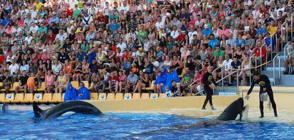 Trainers with the orcas during Loro Parque&#039;s &quot;Orca Ocean&quot; show. Since Mart&iacute;nez&#039;s death, the trainers are no longer permitted to enter the water with the animals.  