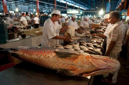 Pirarucú being processed in the Manaus fish market (north-central Brazil).