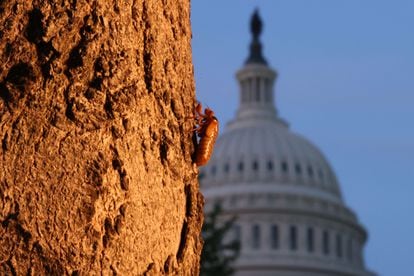 A cicada in front of the US Capitol in Washington.