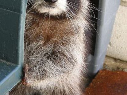 A raccoon in an animal recovery center in Soto de Viñuelas.