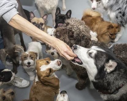 A group of dogs in a canine daycare center in Madrid.