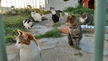 Cats living in Quatre Camins jail. 