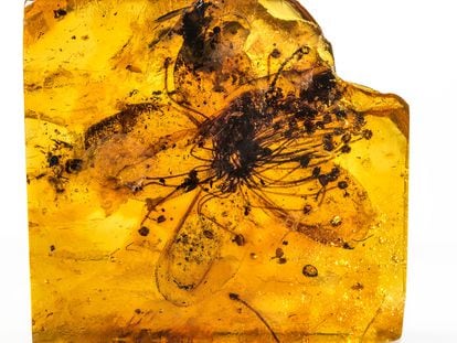 flower trapped in amber – discovered by a pharmacist in 1872 – that has now been correctly identified, thanks to an analysis of its pollen.