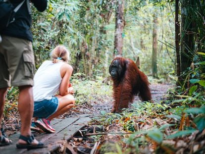 The common ancestor of orangutans and humans lost its tail due to a genetic change.