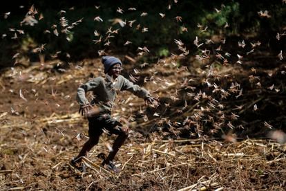 A swarm of locusts in Nakuru, Kenya.