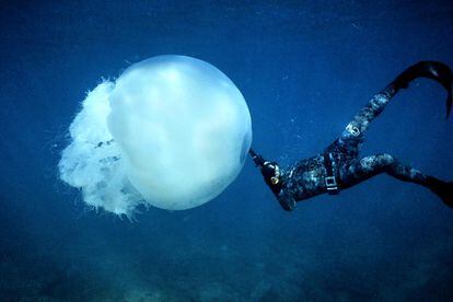 A free-diver swims near a big jellyfish off the coast of Batroun, Lebanon. 