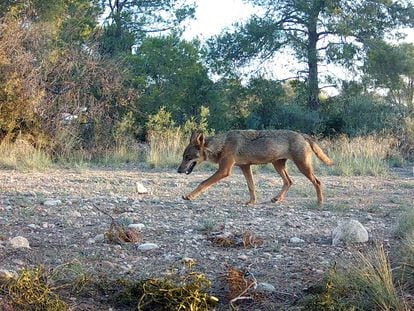 The only known hybrid Iberian-Italian wolves live in Aragón, Spain.